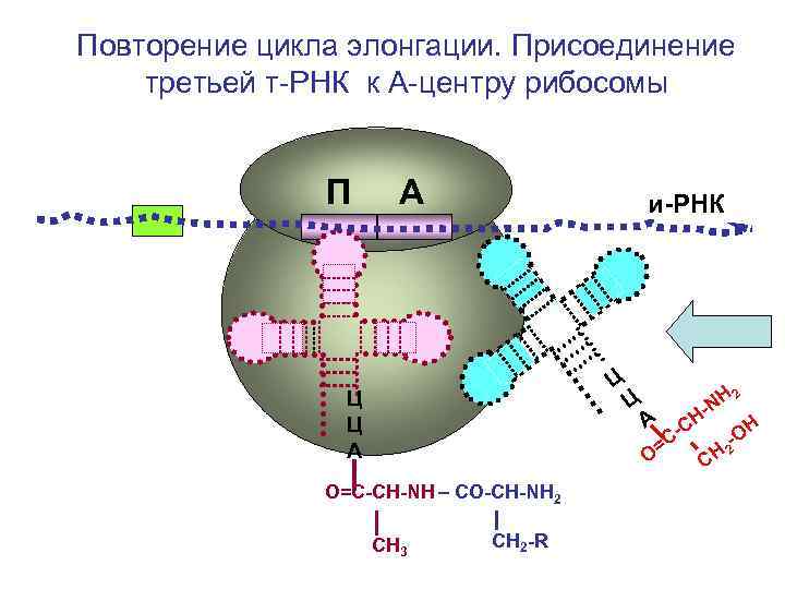Трансляция т рнк. Элонгационный цикл рибосомы. Присоединение ТРНК К РНК. Функционально активные центры рибосом. Функциональные рибосомы.