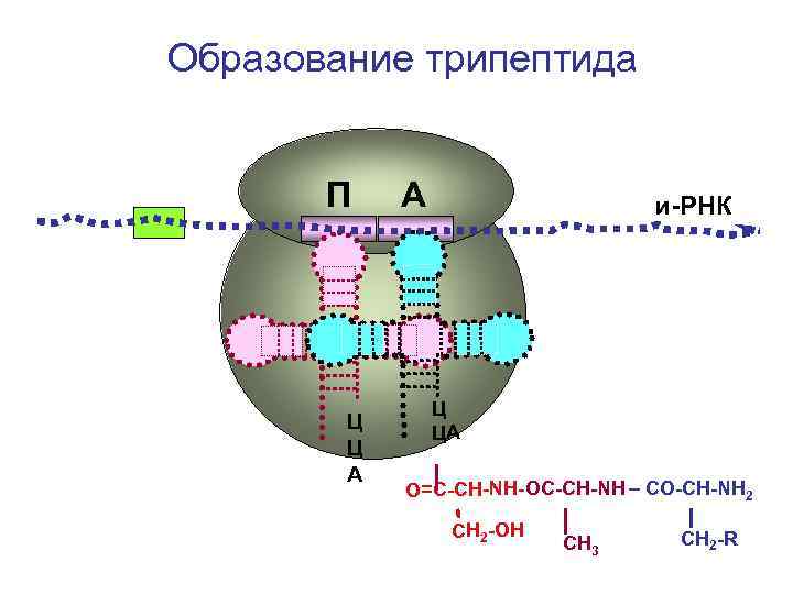 Образование трипептида П Ц Ц А А и-РНК Ц ЦА О=С-СН-NH- ОС-СН-NH – CO-CH-NH
