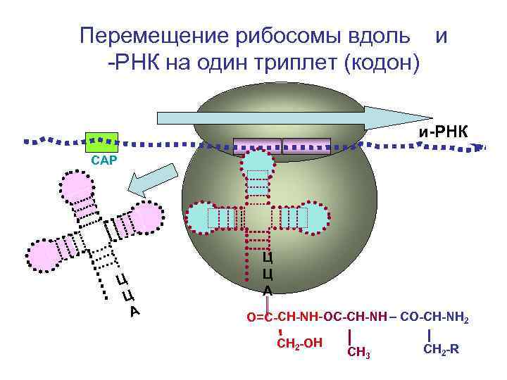 Триплет 3. Движение рибосомы по РНК. Рибосома движется. Рибосома движется по ИРНК от. Перемещение рибосомы.