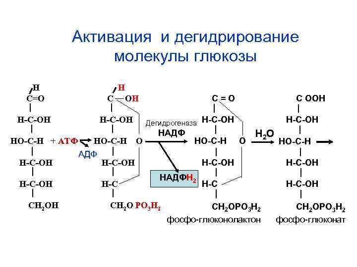 Активация и дегидрирование молекулы глюкозы Н С=О Н-С-ОН НО-С-Н + АТФ Н С ОН