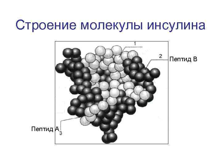 Инсулин фото молекулы