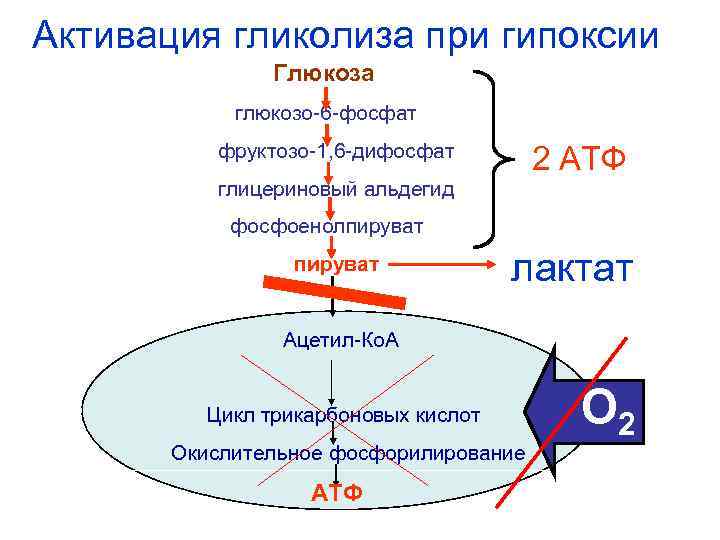 Активация гликолиза при гипоксии Глюкоза глюкозо-6 -фосфат фруктозо-1, 6 -дифосфат 2 АТФ глицериновый альдегид