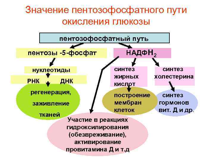 Значение пентозофосфатного пути окисления глюкозы пентозофосфатный путь пентозы -5 -фосфат нуклеотиды РНК ДНК регенерация,