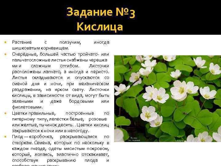 Задание № 3 Кислица Растение с ползучим, иногда шишковатым корневищем. Очерёдные, большей частью тройчато-