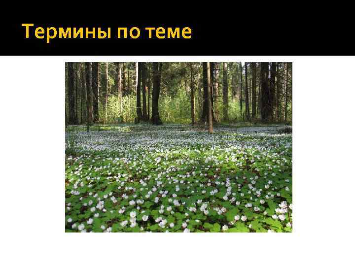 Термины по теме 