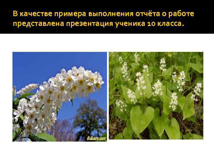 В качестве примера выполнения отчёта о работе представлена презентация ученика 10 класса. 