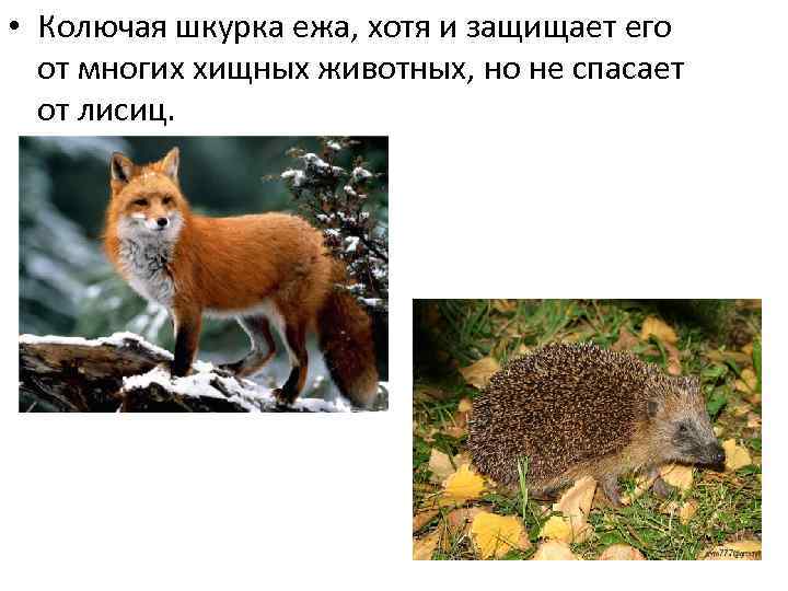  • Колючая шкурка ежа, хотя и защищает его от многих хищных животных, но