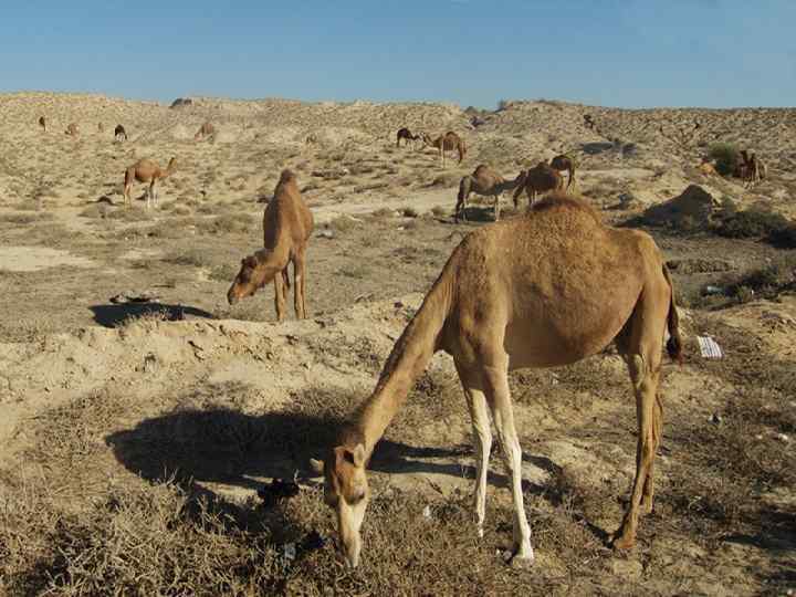  • Так, верблюжья колючка не съедается большинством травоядных животных потому, что на ней