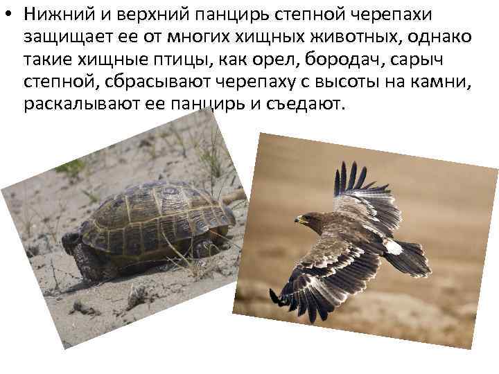  • Нижний и верхний панцирь степной черепахи защищает ее от многих хищных животных,