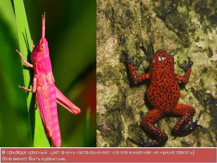  Не являются исключением в этом отношении защитная и предостерегающая окраски тела. Гусеница маскирует