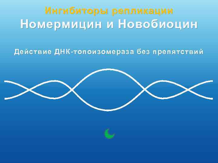 Ингибиторы репликации Номермицин и Новобиоцин Действие ДНК-топоизомераза без препятствий 