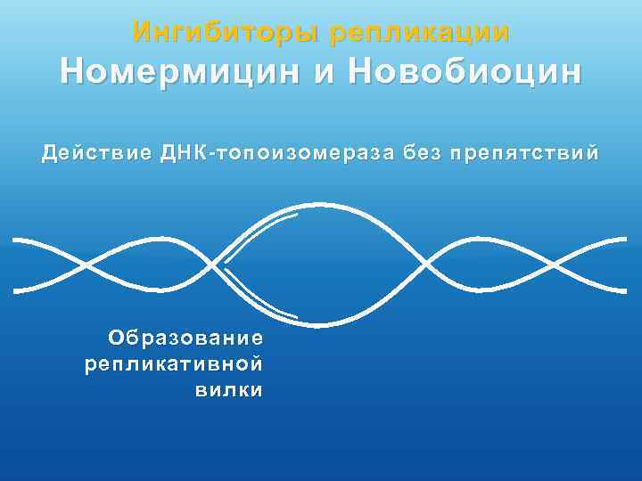 Ингибиторы репликации Номермицин и Новобиоцин Действие ДНК-топоизомераза без препятствий Образование репликативной вилки 