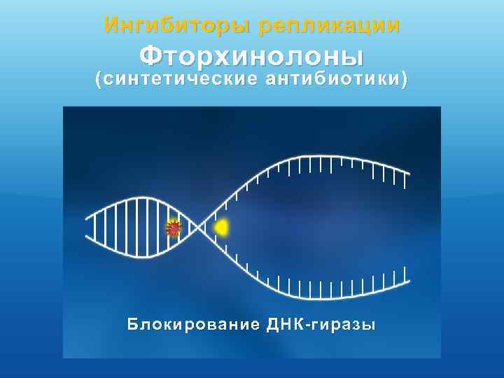Ингибиторы репликации Фторхинолоны (синтетические антибиотики) Блокирование ДНК-гиразы 