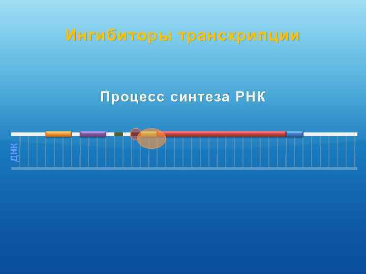 Ингибиторы транскрипции ДНК Процесс синтеза РНК 