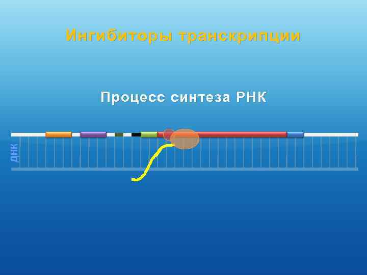 Ингибиторы транскрипции ДНК Процесс синтеза РНК 