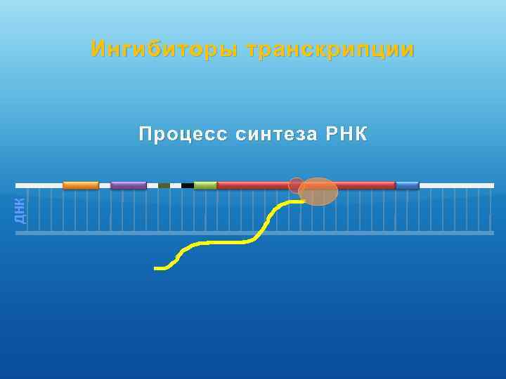 Ингибиторы транскрипции ДНК Процесс синтеза РНК 