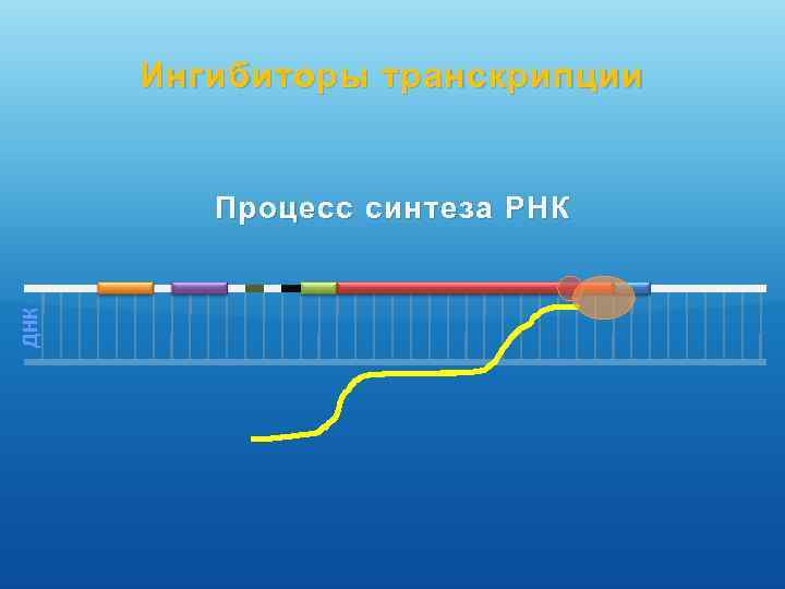 Ингибиторы транскрипции ДНК Процесс синтеза РНК 