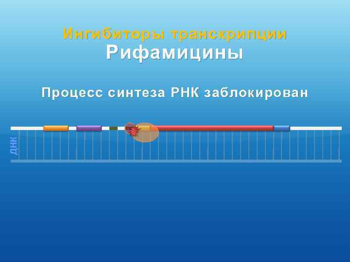Ингибиторы транскрипции Рифамицины ДНК Процесс синтеза РНК заблокирован 