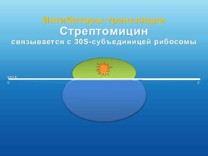 Ингибиторы трансляции Стрептомицин связывается с 30 S- субъединицей рибосомы м. РНК 5` 3` 