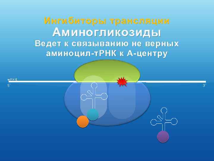 Ингибиторы трансляции Аминогликозиды Ведет к связыванию не верных аминоцил-т. РНК к А-центру м. РНК