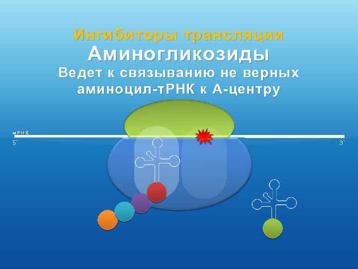 Ингибиторы трансляции Аминогликозиды Ведет к связыванию не верных аминоцил-т. РНК к А-центру м. РНК