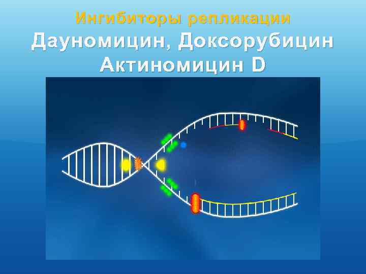 Ингибиторы репликации Дауномицин, Доксорубицин Актиномицин D 