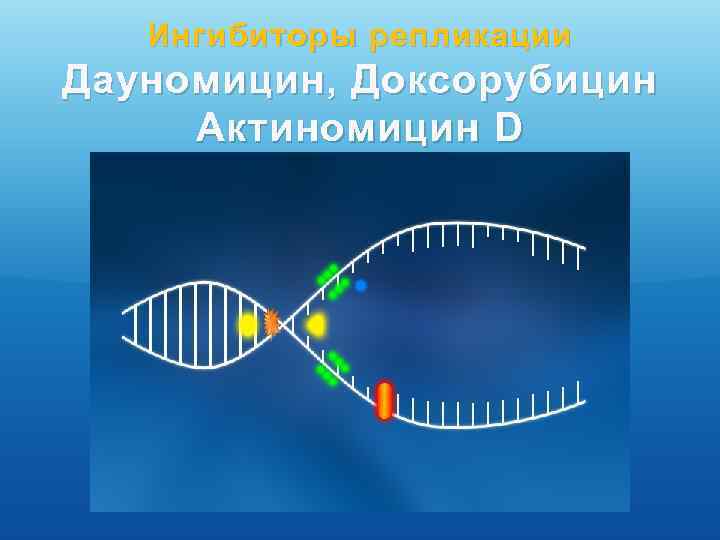 Ингибиторы репликации Дауномицин, Доксорубицин Актиномицин D 