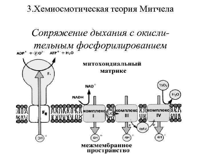 3. Хемиосмотическая теория Митчела Сопряжение дыхания с окислительным фосфорилированием 