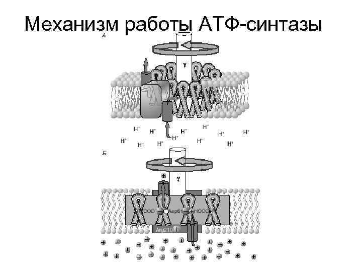 Механизм работы АТФ-синтазы 