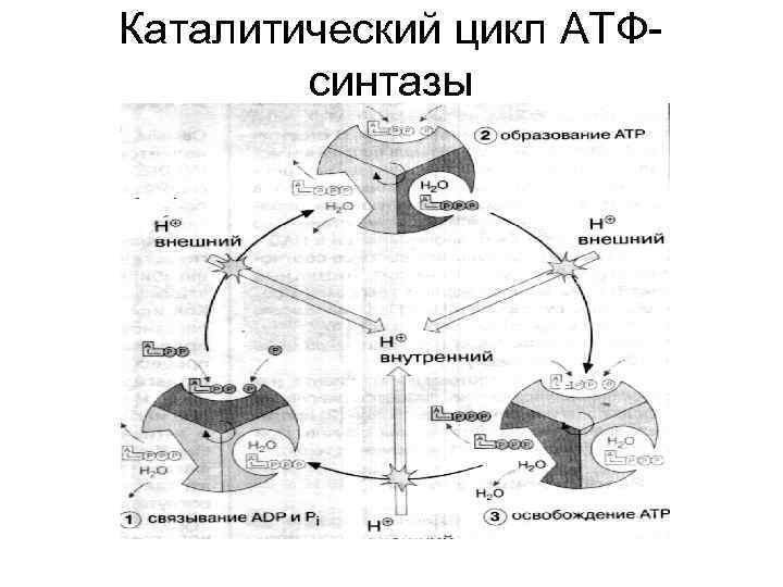 Каталитический цикл АТФсинтазы 