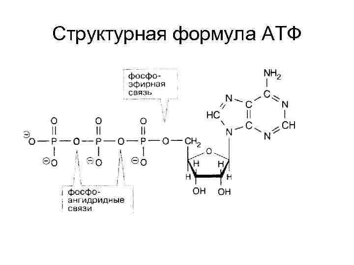 Структурная формула АТФ 