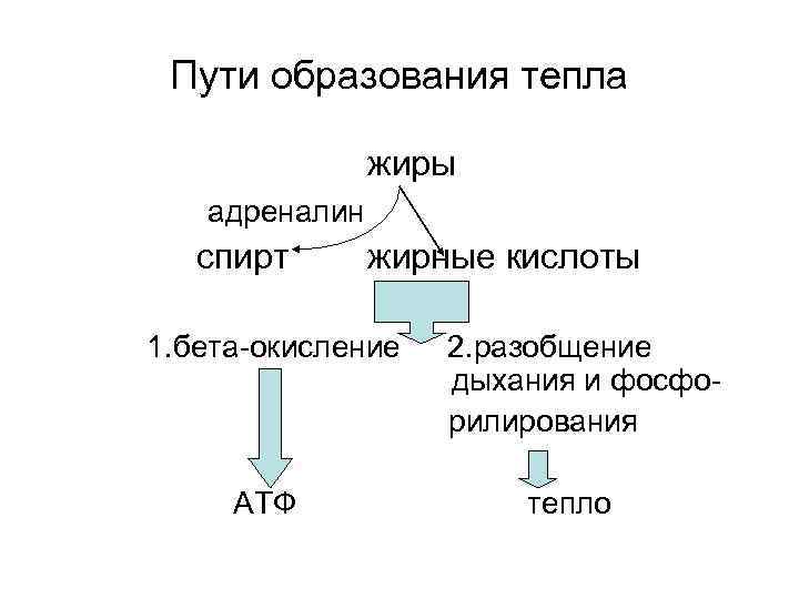 Пути образования тепла жиры адреналин спирт жирные кислоты 1. бета-окисление АТФ 2. разобщение дыхания