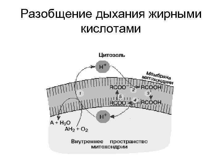 Разобщение дыхания жирными кислотами 