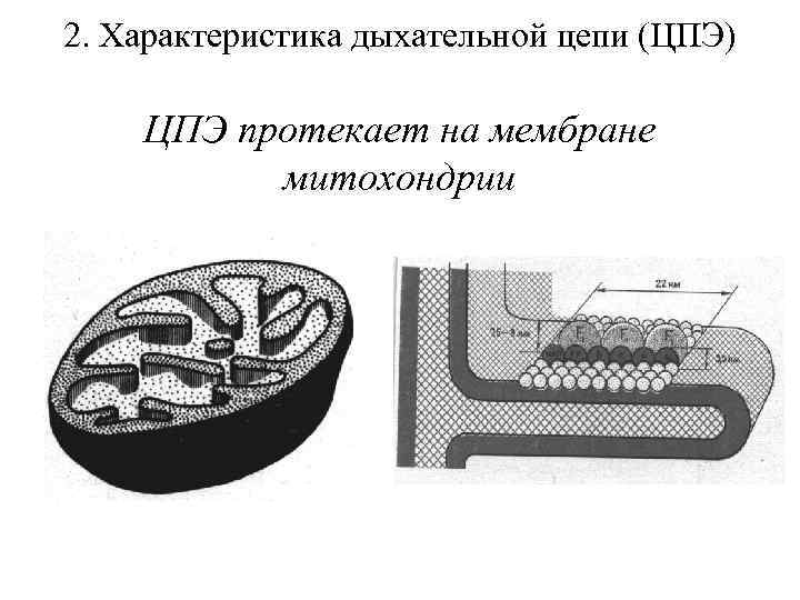 2. Характеристика дыхательной цепи (ЦПЭ) ЦПЭ протекает на мембране митохондрии 