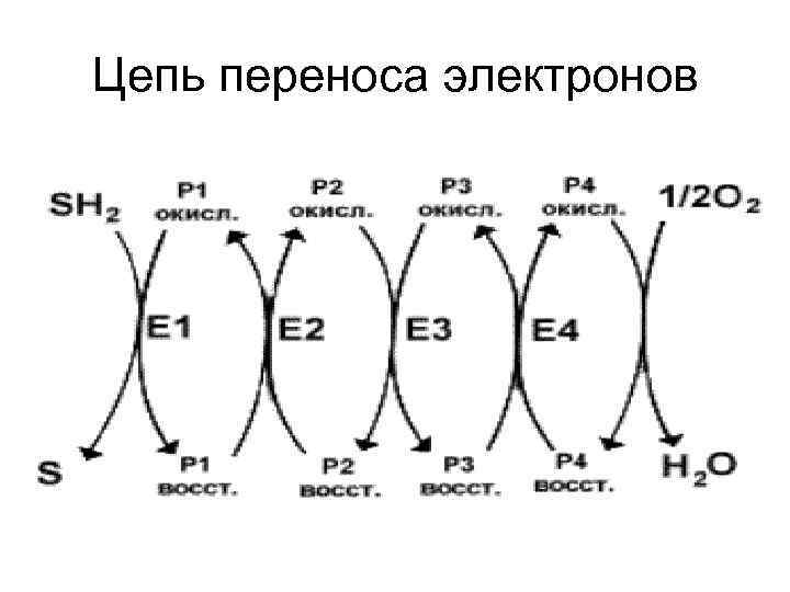 Цепь переноса электронов 