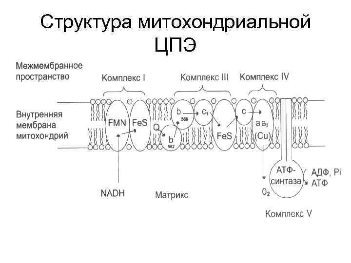 Cтруктура митохондриальной ЦПЭ 