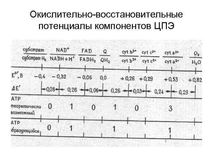 Окислительно-восстановительные потенциалы компонентов ЦПЭ 