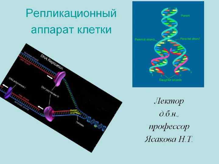 Молекулярно-генетический уровень организации жизни Репликационный аппарат клетки 