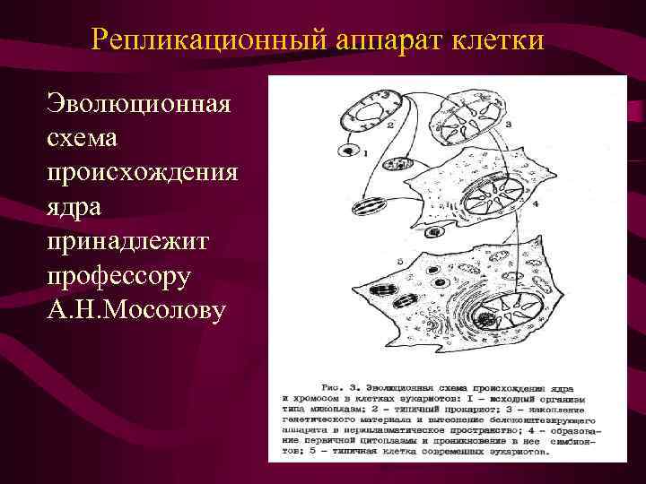 Репликационный аппарат клетки Эволюционная схема происхождения ядра принадлежит профессору А. Н. Мосолову 