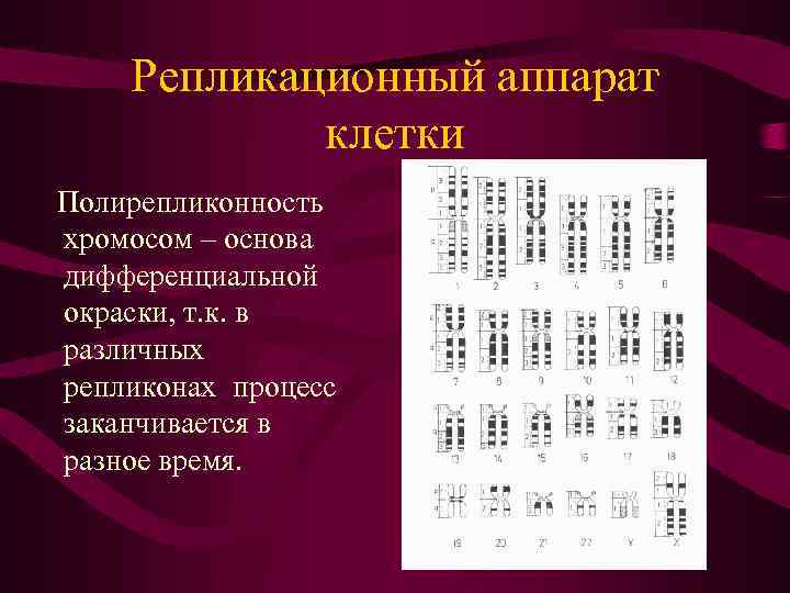 Репликационный аппарат клетки Полирепликонность хромосом – основа дифференциальной окраски, т. к. в различных репликонах