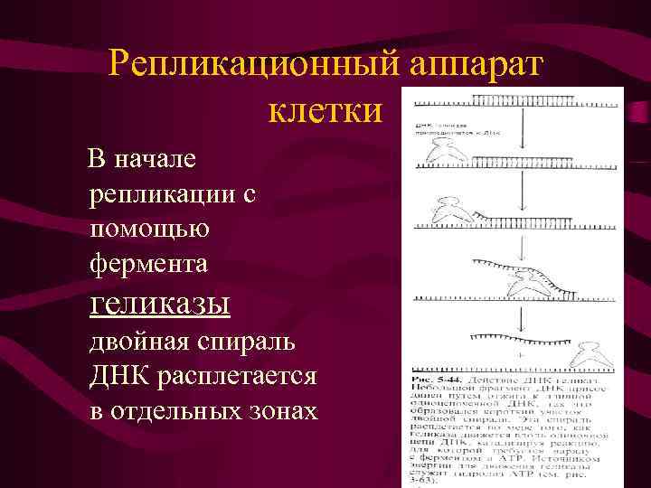 Репликационный аппарат клетки В начале репликации с помощью фермента геликазы двойная спираль ДНК расплетается