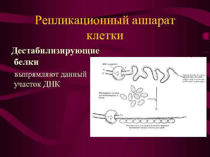 Репликационный аппарат клетки Дестабилизирующие белки выпрямляют данный участок ДНК 