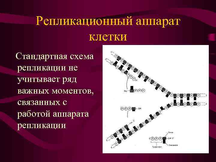 Репликационный аппарат клетки Стандартная схема репликации не учитывает ряд важных моментов, связанных с работой