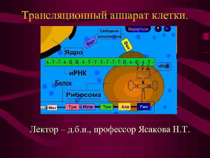 Трансляционный аппарат клетки. Лектор – д. б. н. , профессор Ясакова Н. Т. 