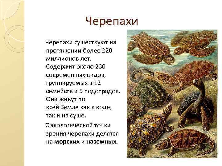  Черепахи существуют на протяжении более 220 миллионов лет. Содержит около 230 современных видов,