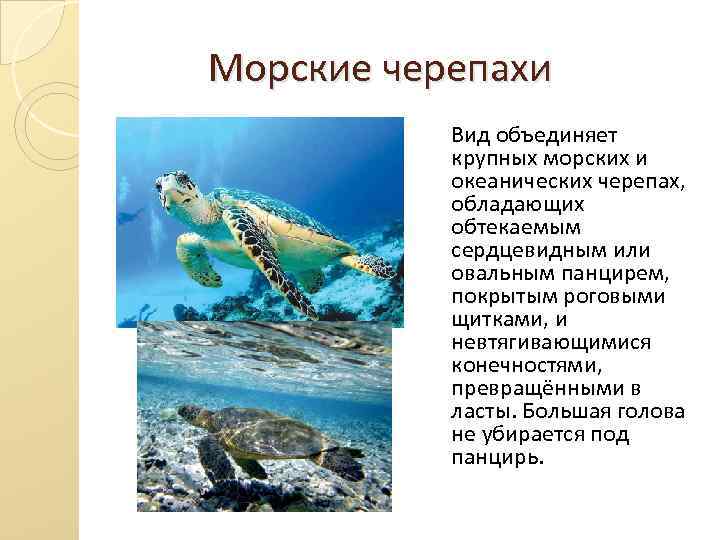  Морские черепахи Вид объединяет крупных морских и океанических черепах, обладающих обтекаемым сердцевидным или