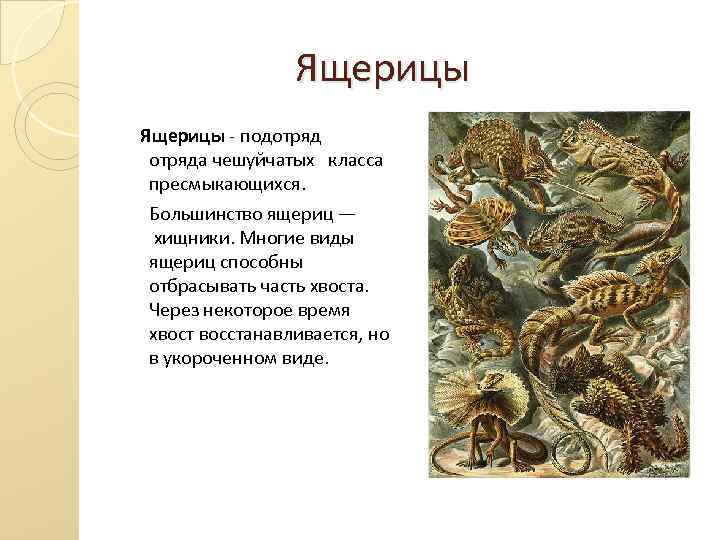  Ящерицы - подотряда чешуйчатых класса пресмыкающихся. Большинство ящериц — хищники. Многие виды ящериц