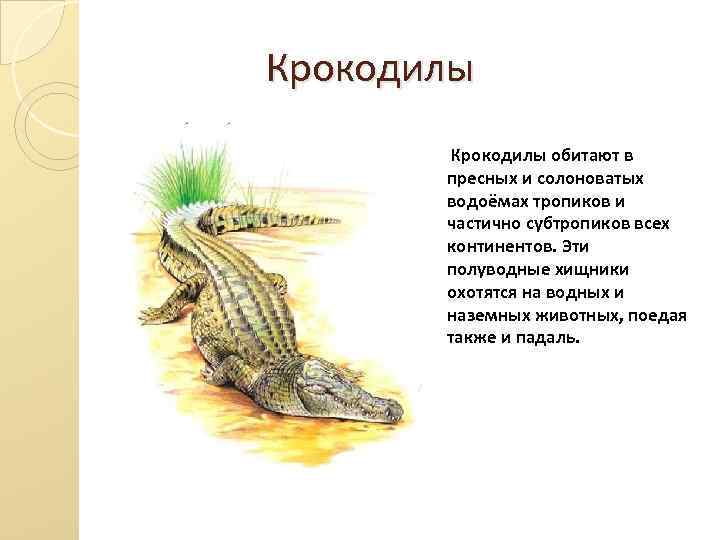  Крокодилы обитают в пресных и солоноватых водоёмах тропиков и частично субтропиков всех континентов.