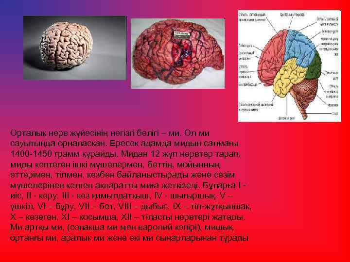 Орталық нерв жүйесінің негізгі бөлігі – ми. Ол ми сауытында орналасқан. Ересек адамда мидың