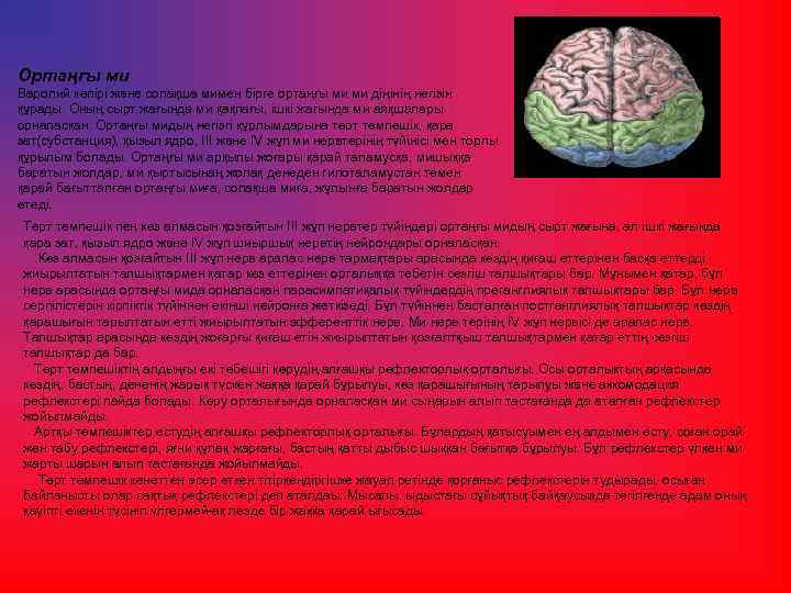 Ортаңғы ми Варолий көпiрi және сопақша мимен бiрге ортаңғы ми ми діңінің негiзiн құрады.